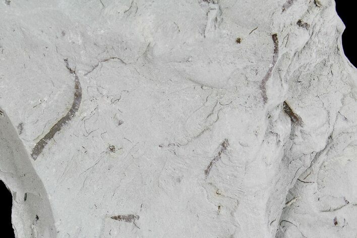 Ediacaran Aged Fossil Worms (Sabellidites) - Estonia #73526